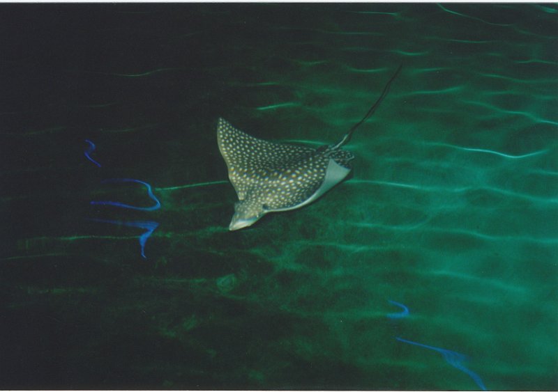 016-A Giant Stingray.jpg